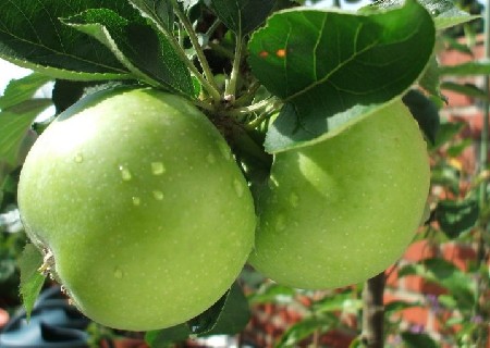 خرید و قیمت سیب سبز درختی همدان + فروش صادراتی